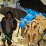 Donkey driver carrying up goods