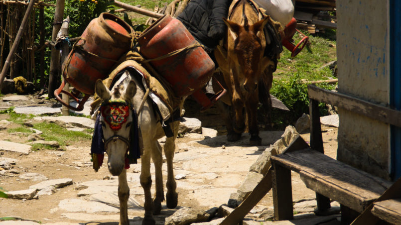 Donkeys carrying gas