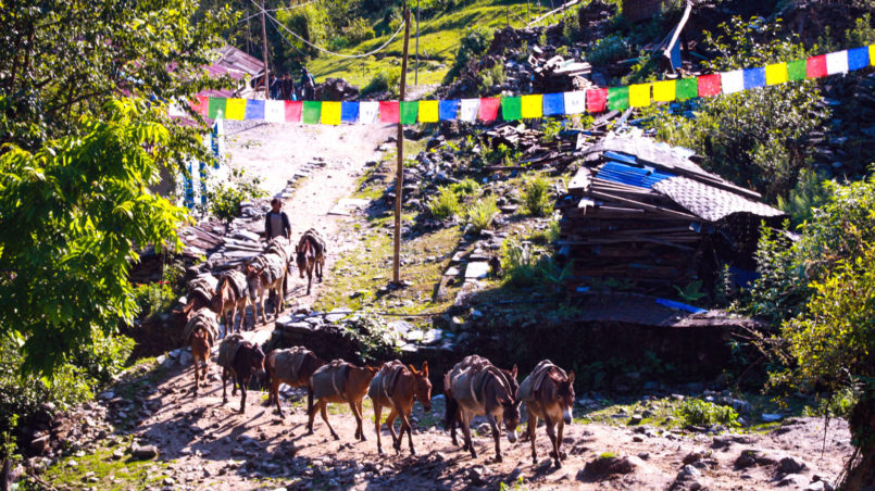 Donkeys on their way back to get more goods