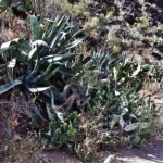 Teneriffa 2016 - Flora and fauna along the hiking path