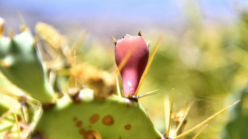 Teneriffa 2016 - Kaktusfrucht