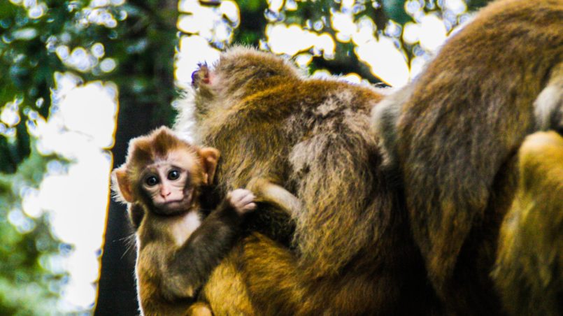 Mögen alle Wesen glücklich sein - Bhavatu Sabba Mangalam