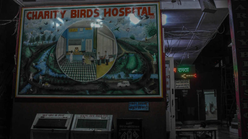 Charity Birds Hospital