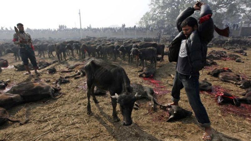 The World's Largest Sacrificial Slaughter of Animals - "Gadhimai Fair "