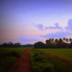 a walk along the paddy fields