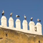 White storks in Marocco