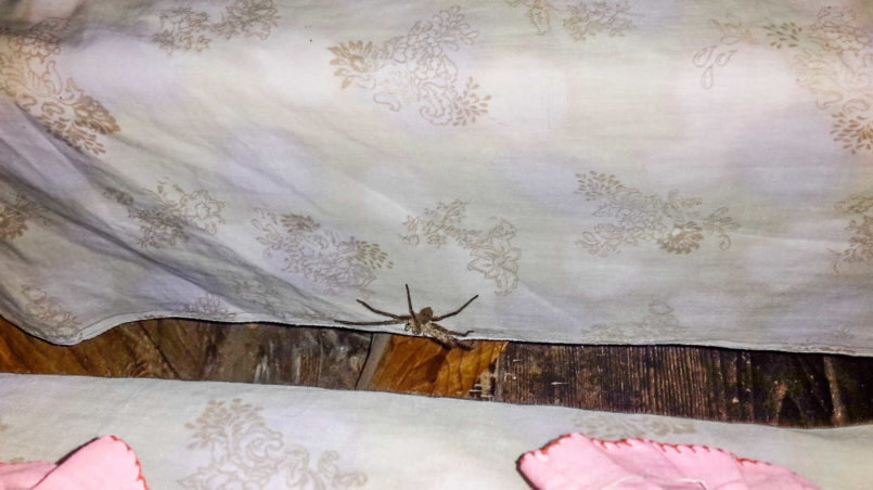 Eine riesengroße Spinne, Nepal