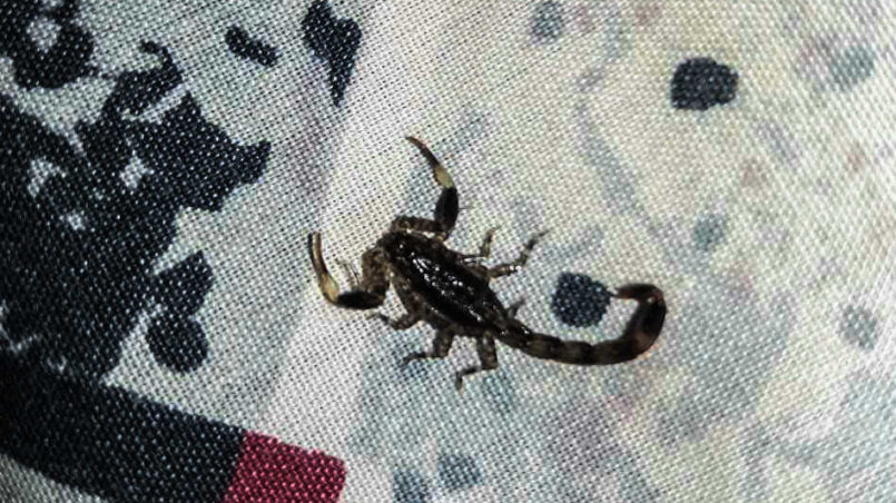 11-Wildlife im Zimmer: Skorpion