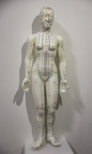 02_Anterior view of Meridians