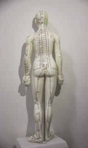 03_Posterior view of Meridians