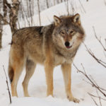 Eurasian_wolf